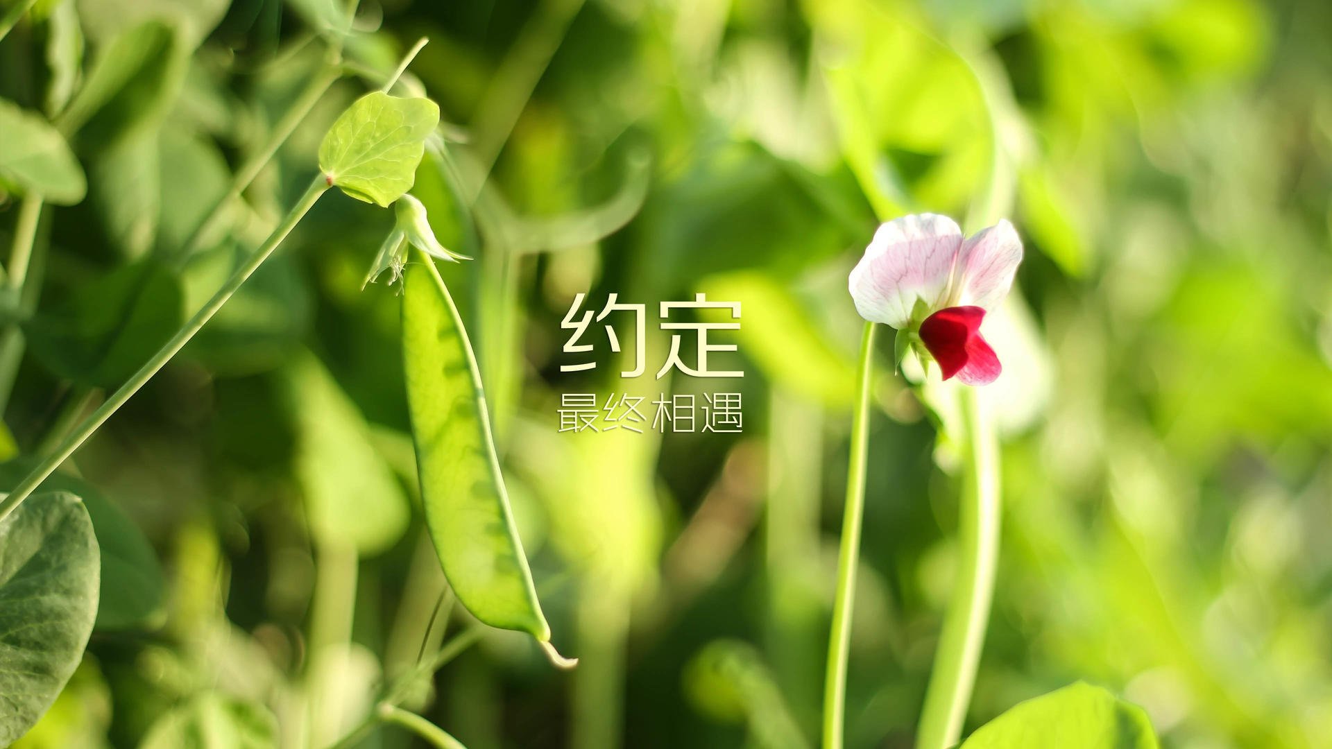 “教练智慧：战术调整让人叹为观止”，战术教学
