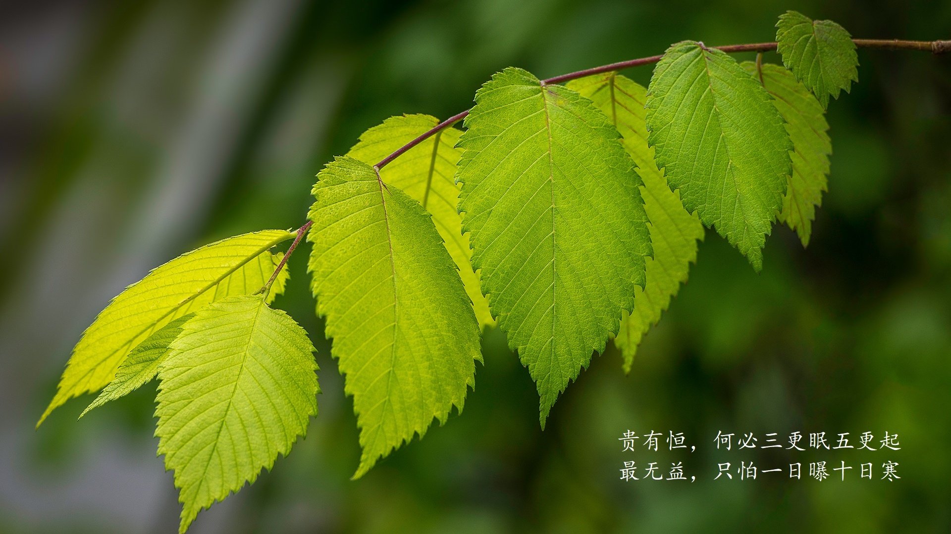 球队文化：打造团队凝聚力的秘密武器，球队文化的具体表现